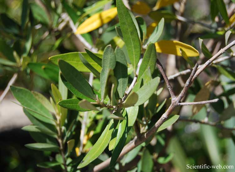 معرفی و راهنمای پرورش درختان زینتی - زیتون معمولی